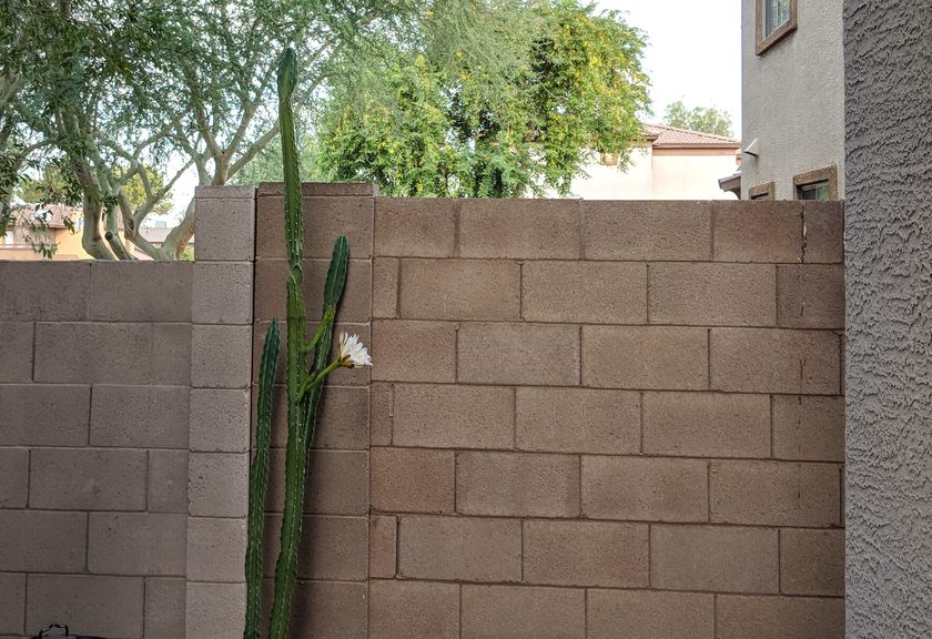 Plain block wall meeting the stucco corner of a house, with a tall cactus in flower against it